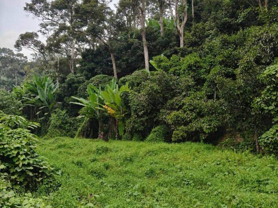 Tanah Pertanian Kebun Durian Kuala Klawang Jelebu Negeri Sembilan 1.65 Ekar Freehold