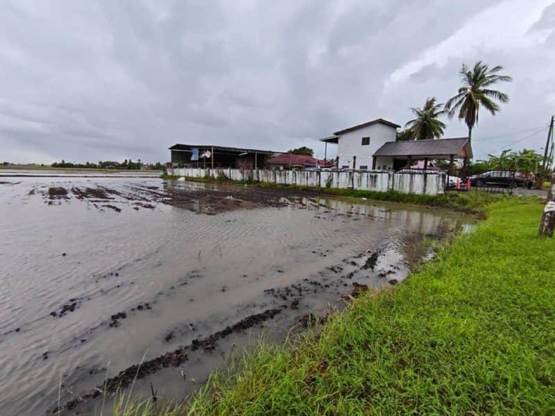 Tanah Pertanian Permatang Gunong Gunung Keriang Kedah