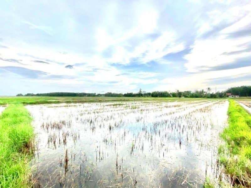 Tanah Suasana Kampung Pokok Sena Kedah 1.56 Ekar Freehold 67812 Sqft