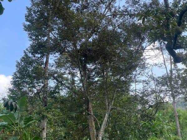 Tanah Dusun Jitra Kedah 34843 Sqft 50 Pokok Durian