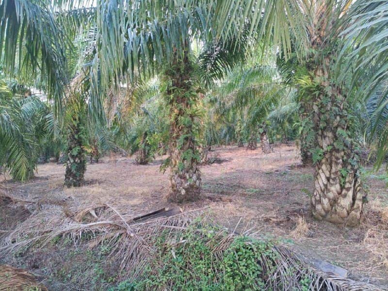 Tanah 1 Ekar Tanjong Karang Selangor Freehold Ada Sawit