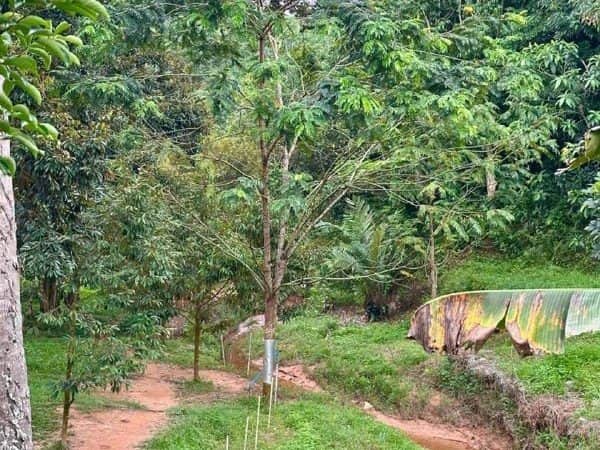 Tanah Dusun Sungai Merab Kajang Selangor 0.943 Ekar