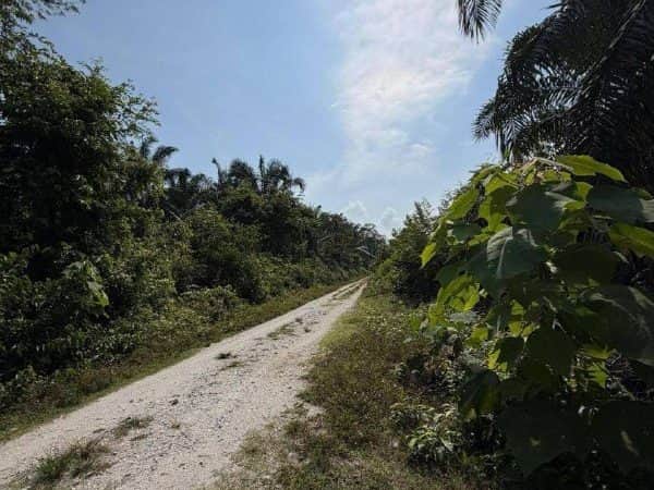 Tanah Sawit Kg Pak Dollah Kamunting Perak 2.1 Ekar Freehold
