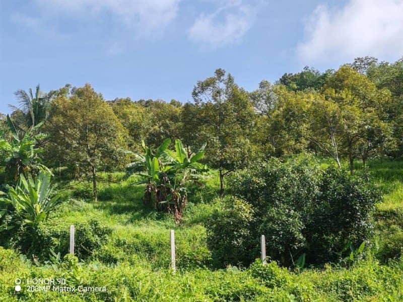 Tanah Ladang Durian Lenggeng Negeri Sembilan 4 Ekar Road Frontage