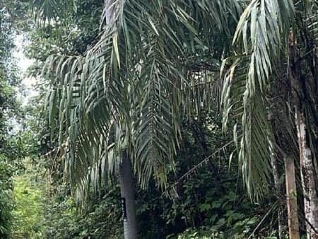 Tanah Pertanian Kebun Sawit 24 Ekar Sauk Kuala Kangsar Perak