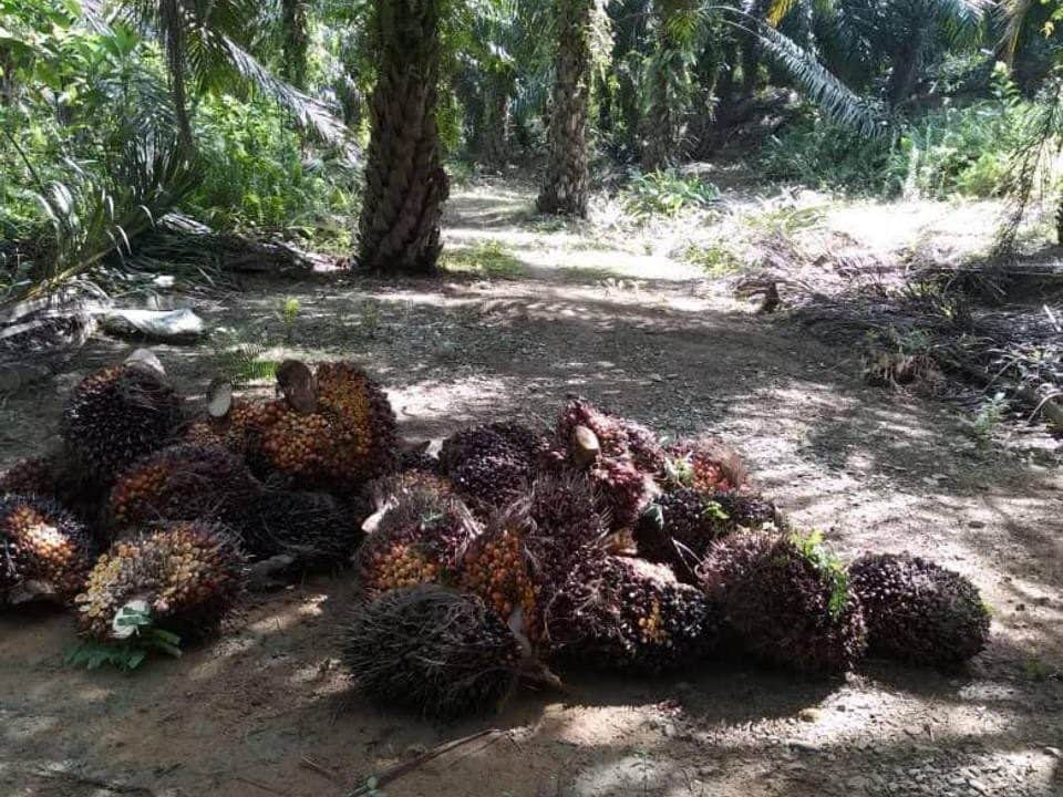 Tanah 8.25 Ekar Kebun Sawit Freehold Mukim Kg Buaya Kuala Kangsar