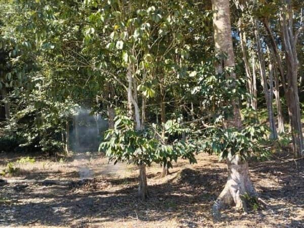 Tanah Pertanian 1.88 Ekar Bekenu Miri Sarawak Tanah Berbukit Akses Jalan