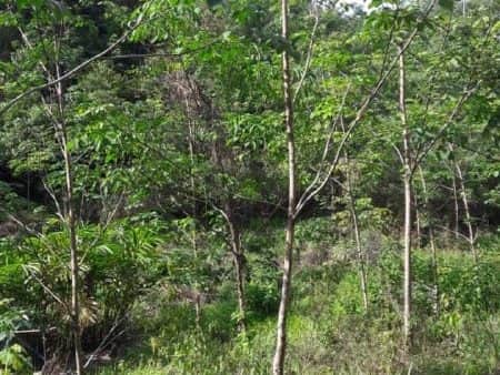 Tanah Pertanian 5 Ekar Tanah Merah Kelantan Freehold Akses Jalan