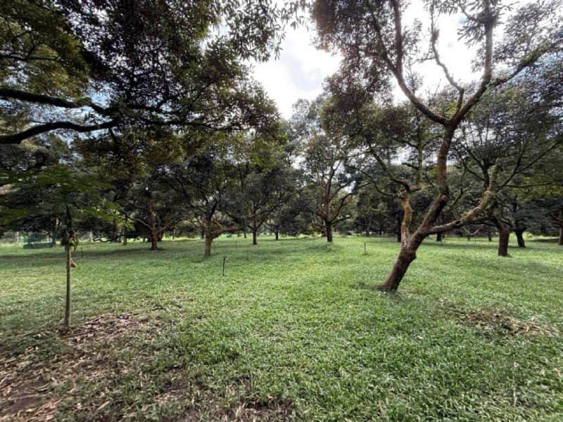 Tanah Ladang Durian 48.5 Ekar Kampung Tras Raub Pahang Freehold Dengan Banglo Bukit
