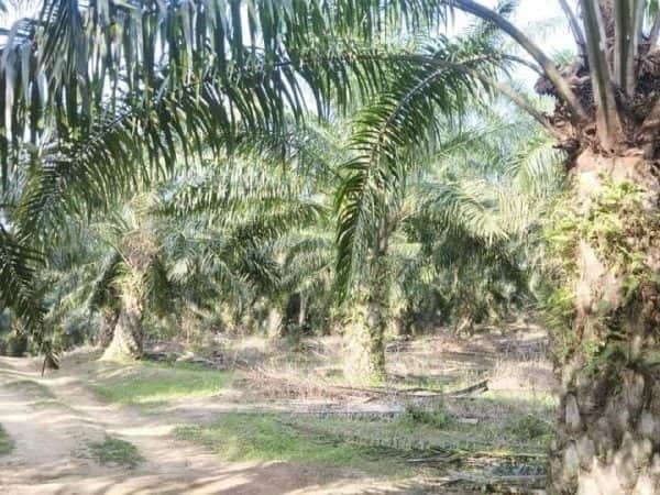 Tanah Pertanian 20 Ekar Kebun Sawit Rembau Chengkau Freehold Geran Individu