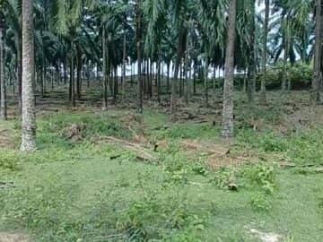 Tanah Pertanian Kelapa Sawit Kampung Paya Lebar Rembau Negeri Sembilan 3 Ekar Freehold