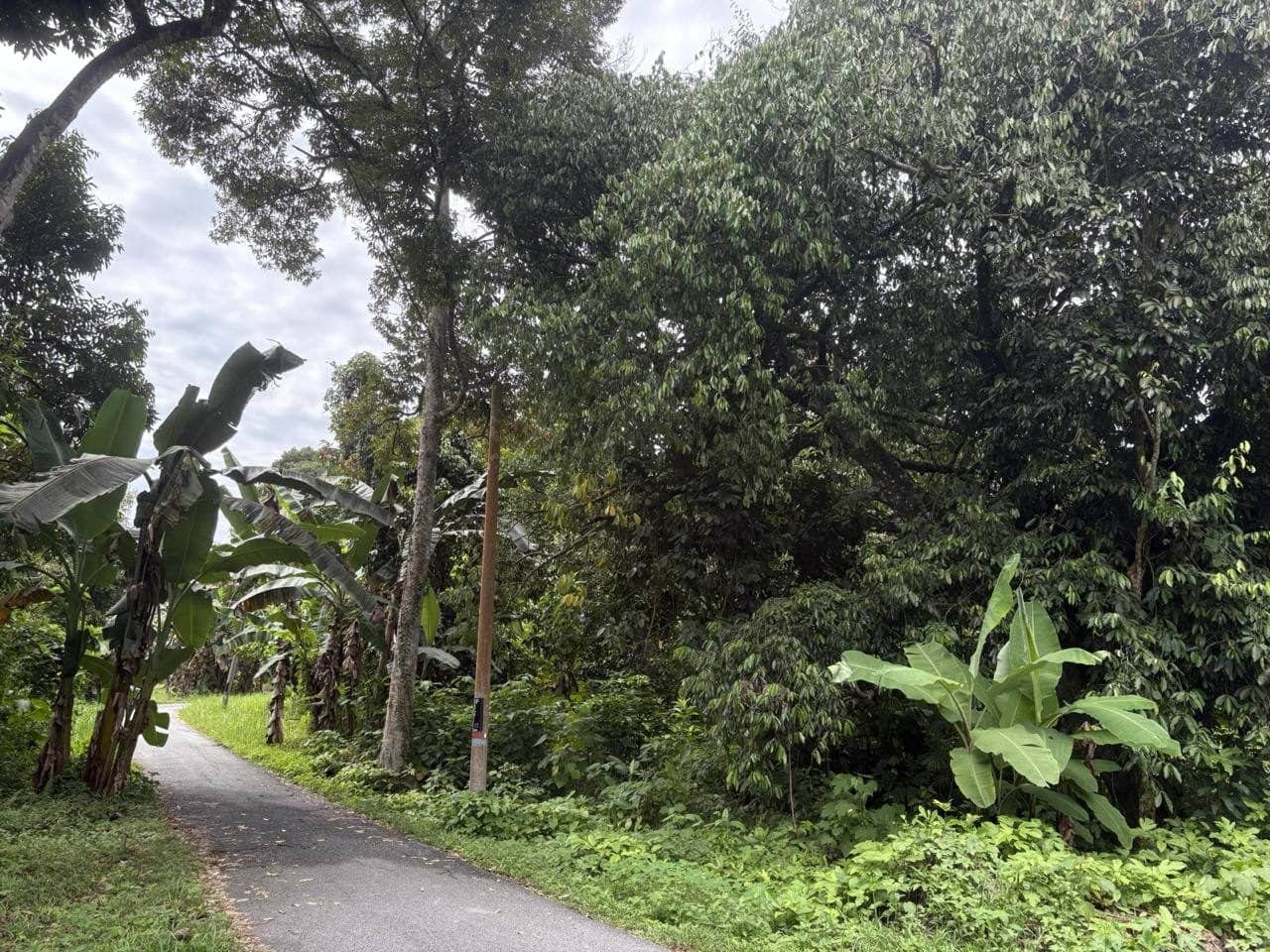 Freehold Durian Orchard Land, Kuala Kangsar, Perak (1.11 acres)