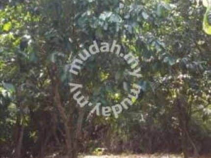 Tanah Pertanian Ulu Yam Hulu Selangor Selangor 7.37 Ekar Freehold Dusun Buah