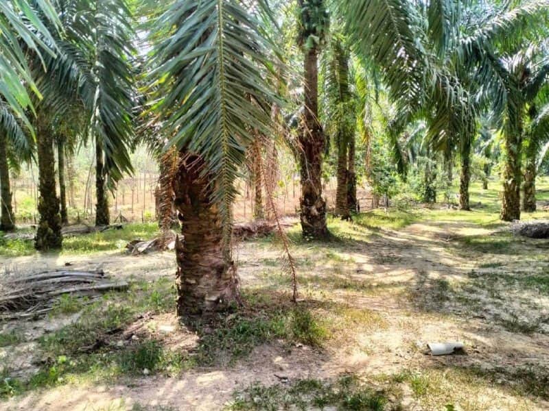 Tanah Pertanian Mukim Kesang Jasin Melaka 1.51 Ekar Freehold