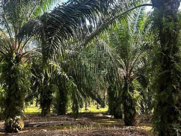 Tanah Pertanian Kelapa Sawit Jalan Kg Pachitan Bukit Pelanduk Port Dickson Negeri Sembilan 3 Ekar