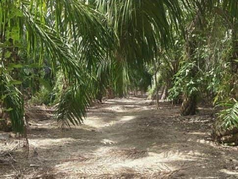 Tanah Pertanian Sungai Burong Sekinchan Kuala Selangor 1.5 Ekar Freehold