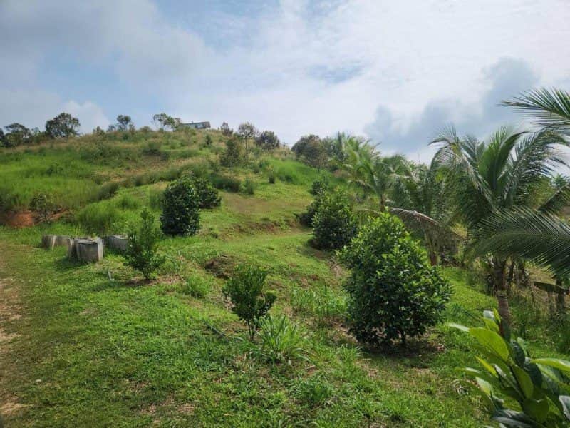 Tanah Pertanian Gagor Kuala Pilah Negeri Sembilan 6 Ekar Freehold Dusun