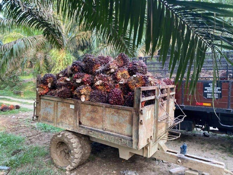 Tanah Pertanian Kelapa Sawit Dungun Terengganu 114 Ekar Freehold