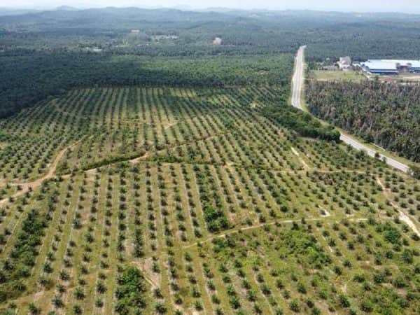Tanah Pertanian Kelapa Sawit Mersing Johor 178.8 Ekar Freehold