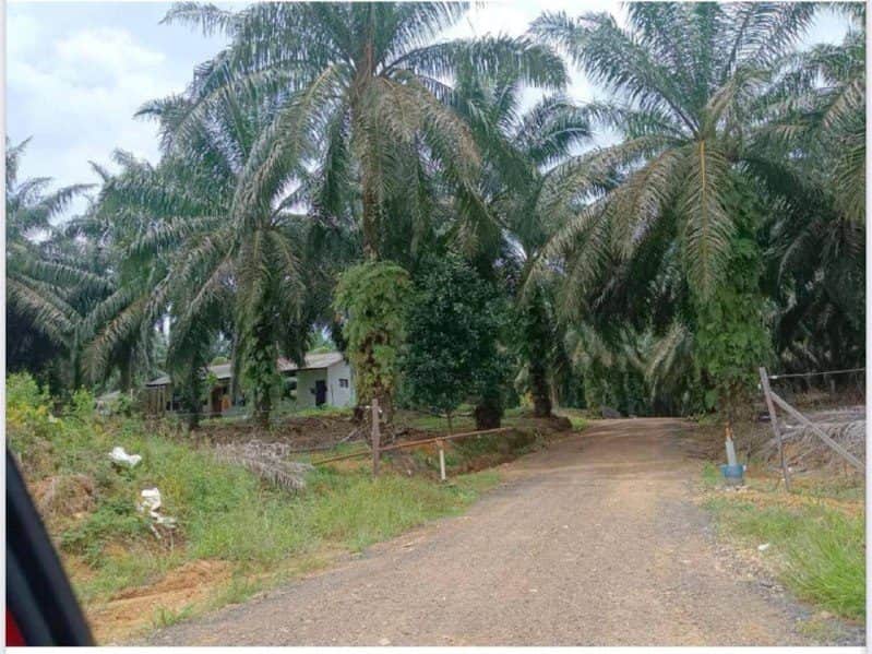 Tanah Pertanian Kelapa Sawit Mersing Johor 178 Ekar Freehold Tepi Jalan Utama