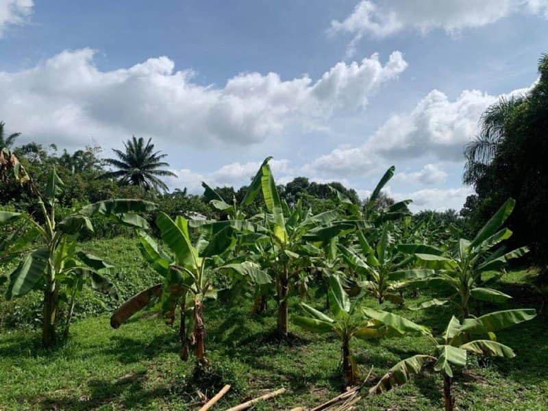 Tanah Pertanian 5 Ekar Morib Kuala Langat Freehold