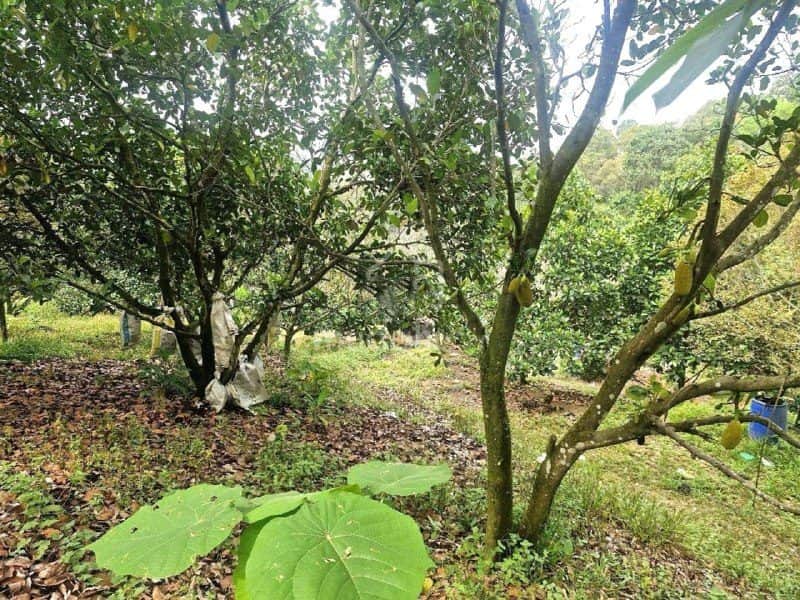 Tanah Pertanian 1.25 Ekar Kg Sungai Mahang Nilai Freehold