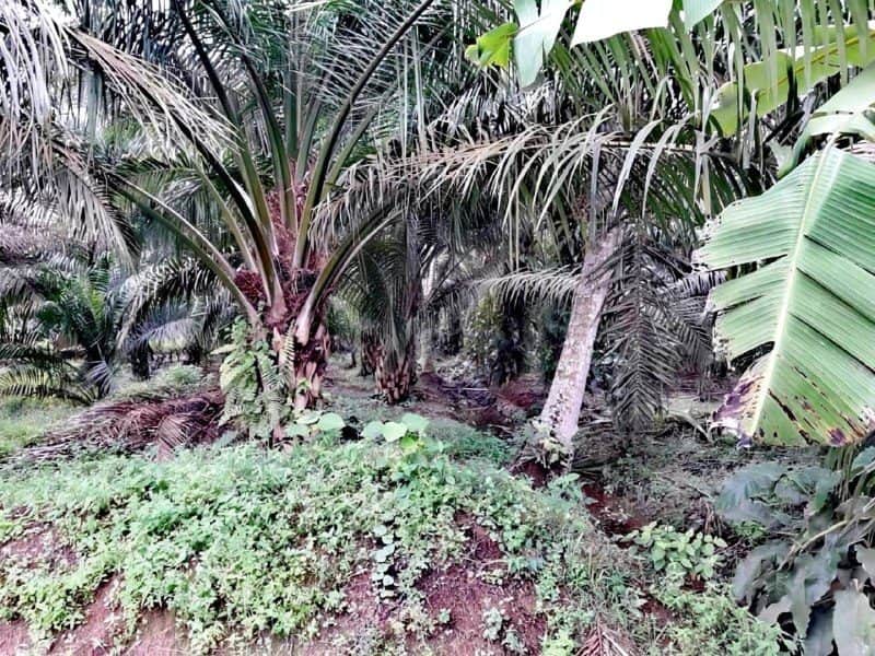 Tanah Pertanian 10 Ekar Kelanang Kuala Langat Selangor Freehold