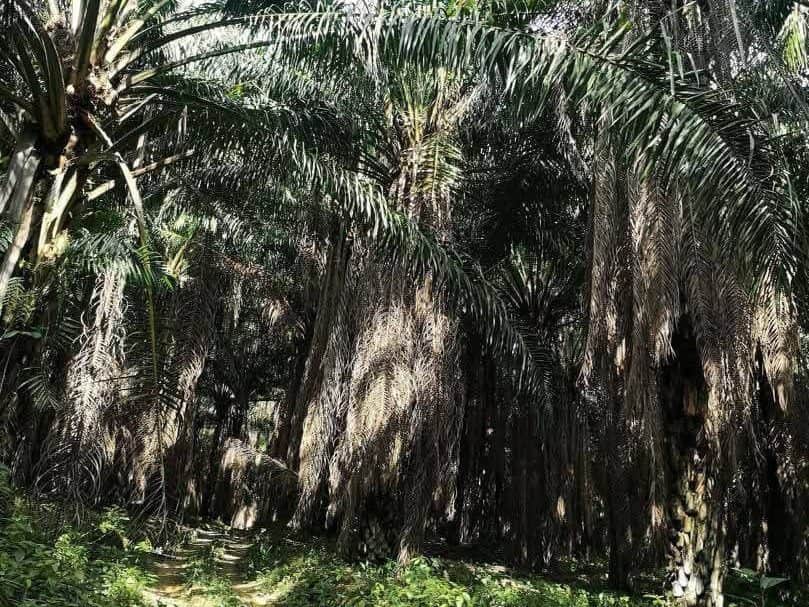 Tanah Pertanian Batang Padang Tapah Perak 8 Ekar Geran Individu