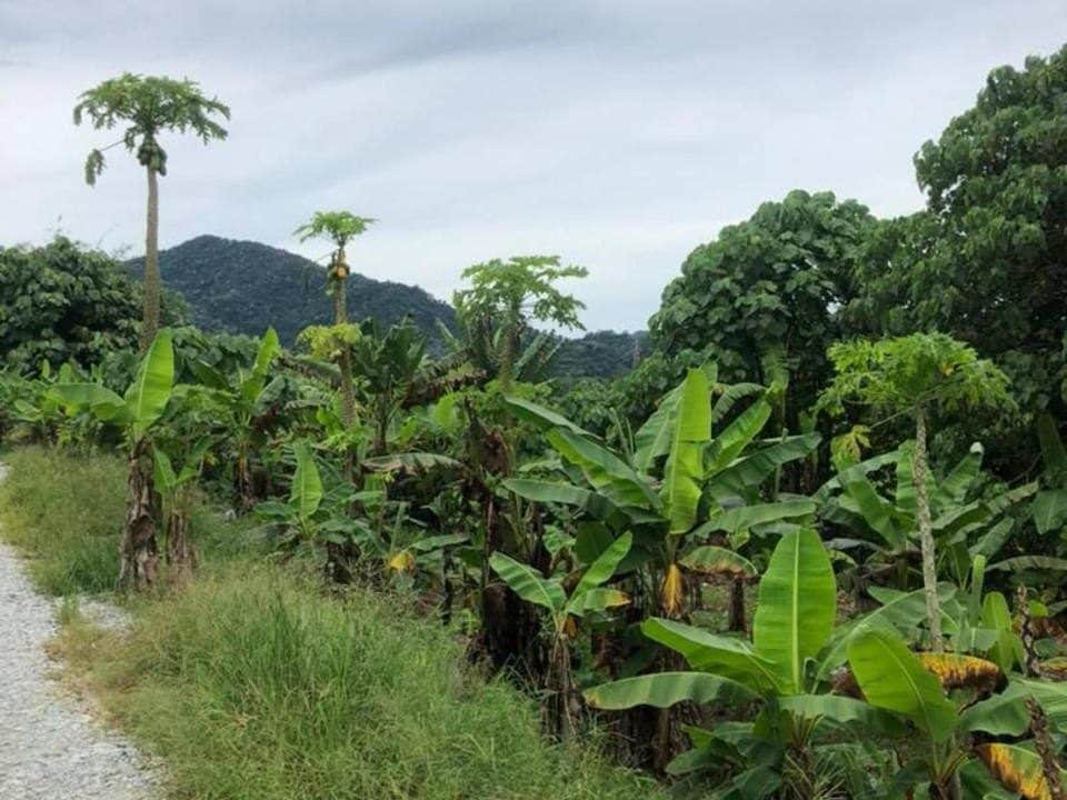 Tanah Pertanian 2 Ekar Kg Gumut Tambahan Kalumpang Selangor Akses Jalan