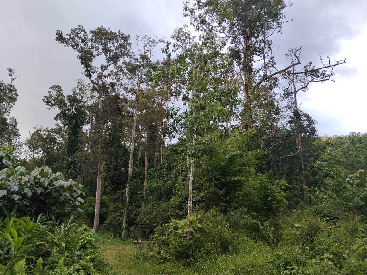 Tanah Dusun 4.5 Ekar Baling Kedah Geran Individu Freehold