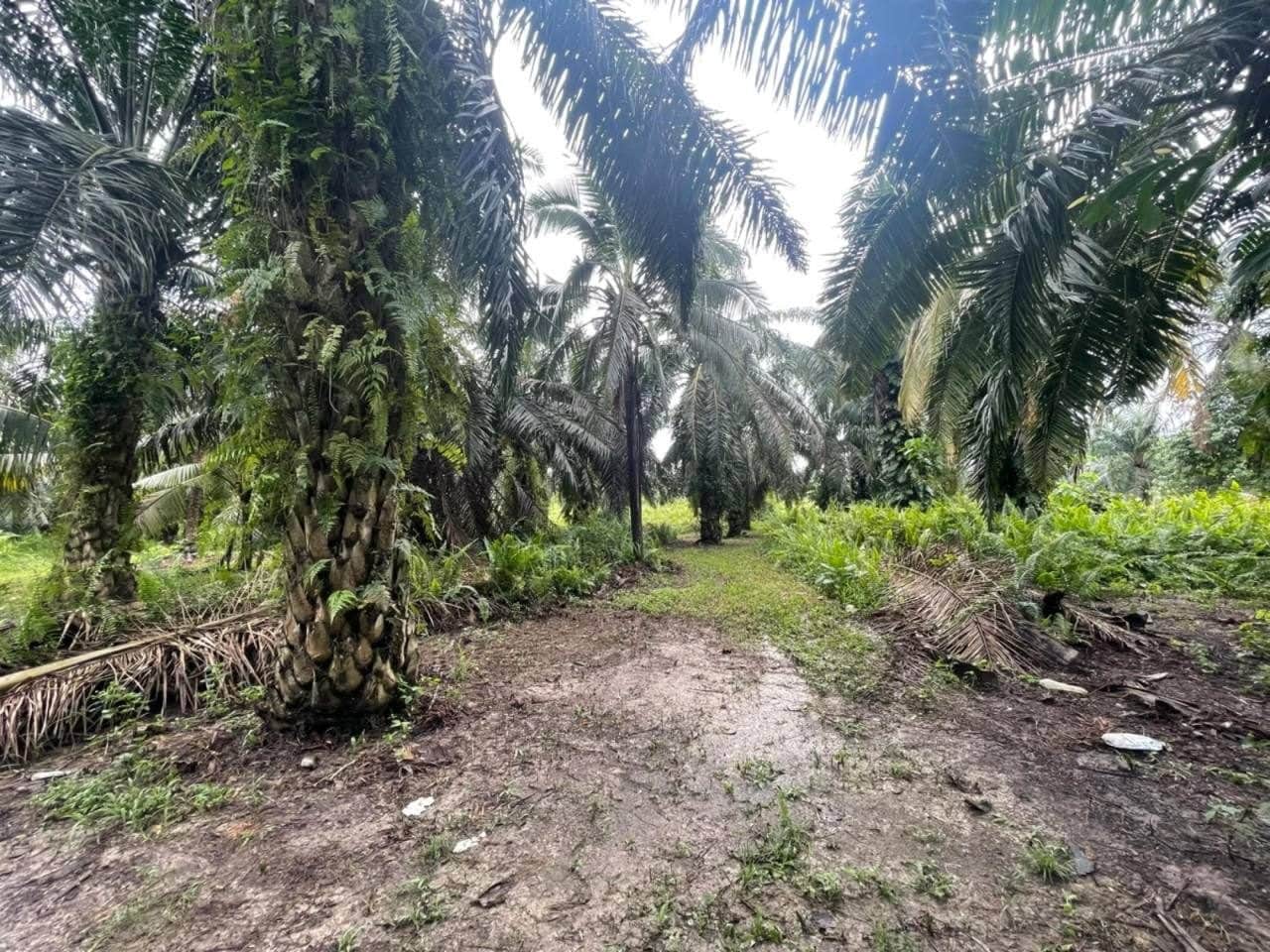 Tanah Pertanian 2.78 Ekar Bagan Terap Sabak Bernam