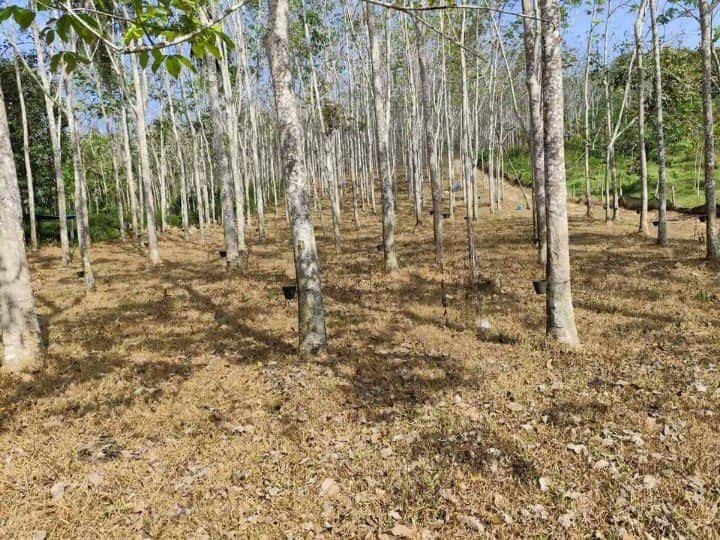 Tanah Pertanian 6.11 Relong Kampung Baloh Pendang Kedah Freehold