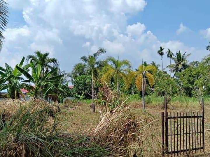 Tanah Pertanian 22,249 Kaki Persegi Kampung Berapit Tikam Batu Kedah Freehold