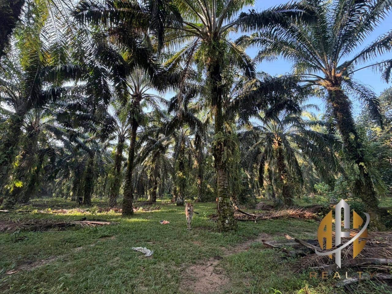 Tanah Pertanian 7 Ekar Sungai Tengas Kulim Kedah Freehold