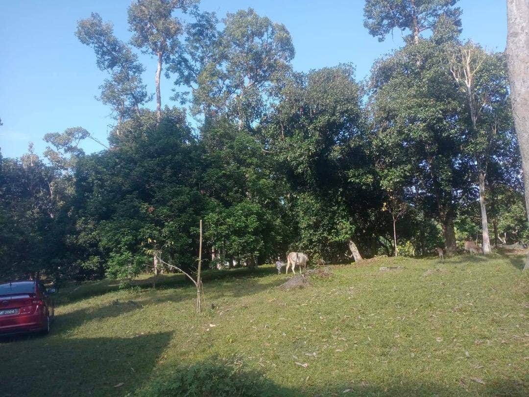 Tanah Dusun 4.24 Ekar Sungai Tengas Kulim Kedah Freehold
