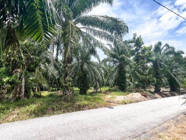 Tanah Kebun 0.25 Ekar Parit 8 Pasir Panjang Sabak Bernam