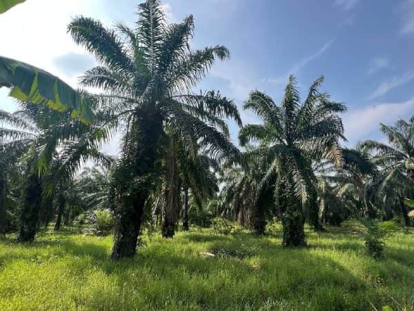 Tanah Pertanian 4 Ekar Jalan Sumun Bagan Nakhoda Omar Sabak Bernam