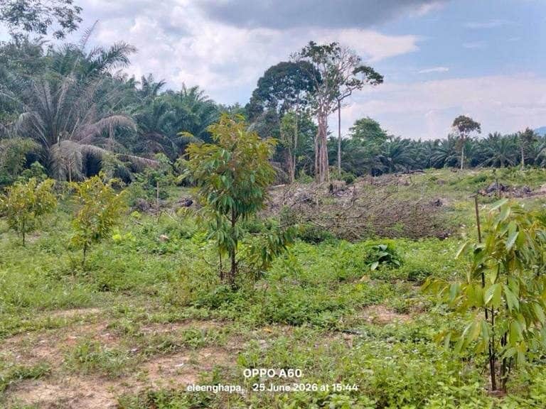 Tanah Pertanian 3.03 Ekar Kg Lakai Jelebu Negeri Sembilan