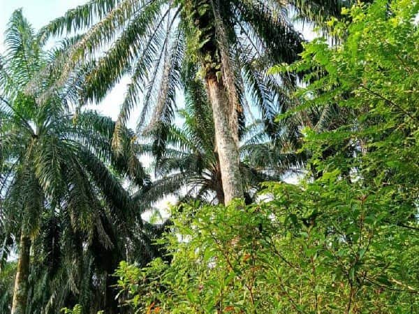 Tanah Sawit di Rtb Sg Rotan , Ijok Selama untuk Dijual