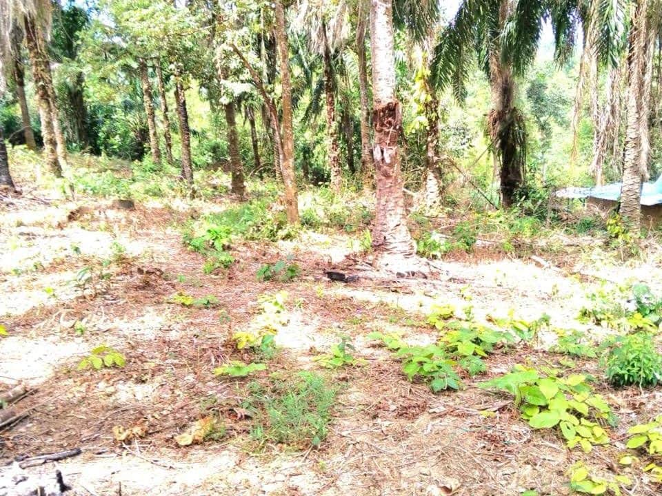 Tanah Pertanian Bukit Tamu Batang Kali 2.07 Ekar