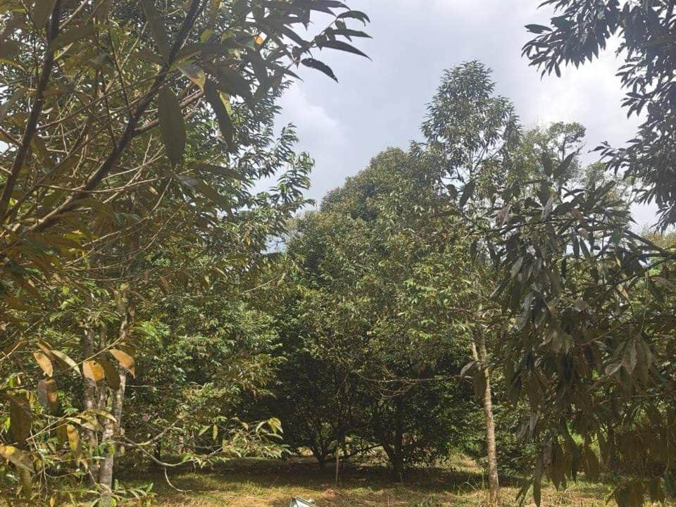 Tanah Dan Dusun Durian Kampung Kalumpang Hulu Selangor 1.6 Ekar Freehold